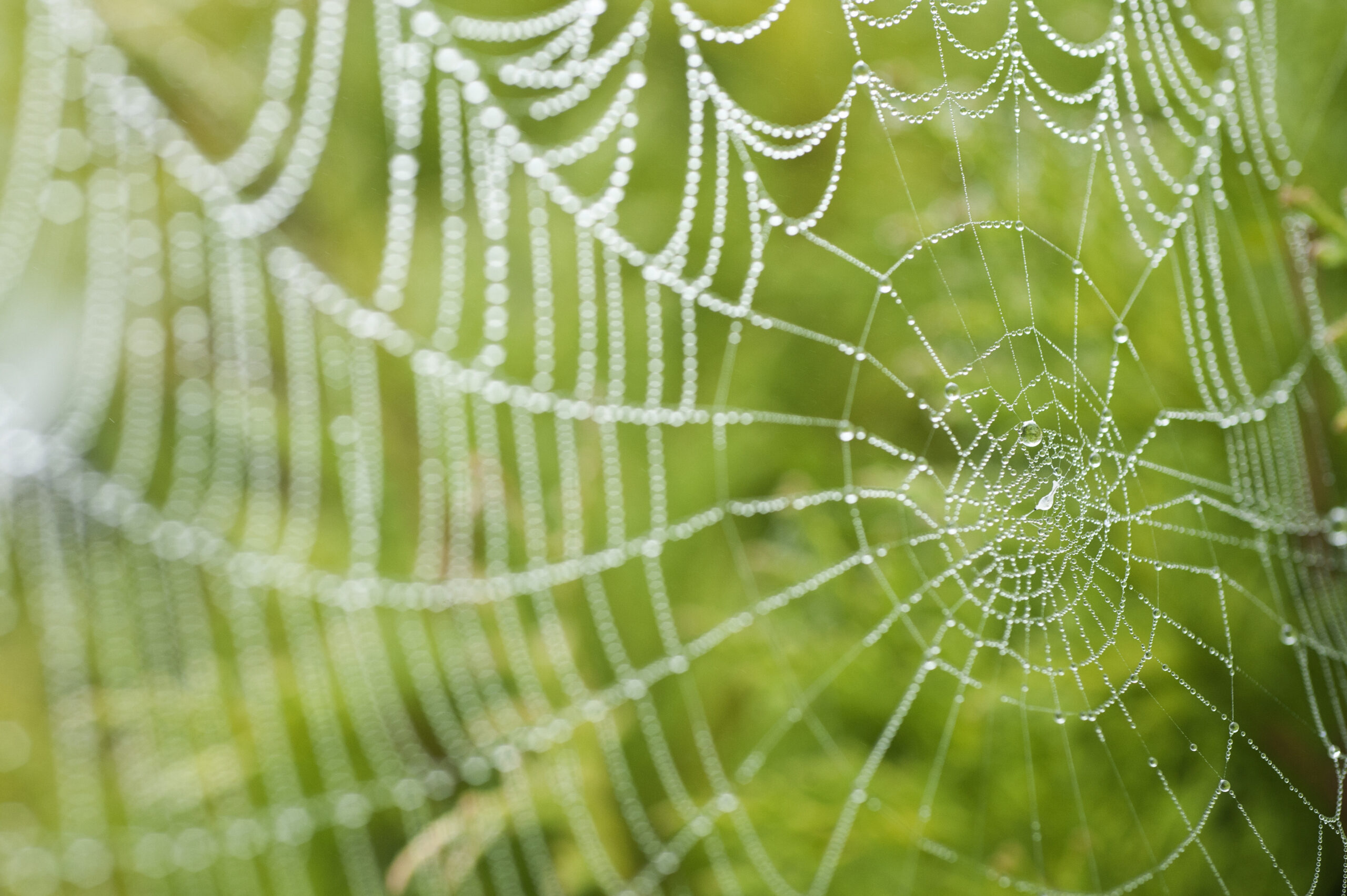Spider's Web Closeup