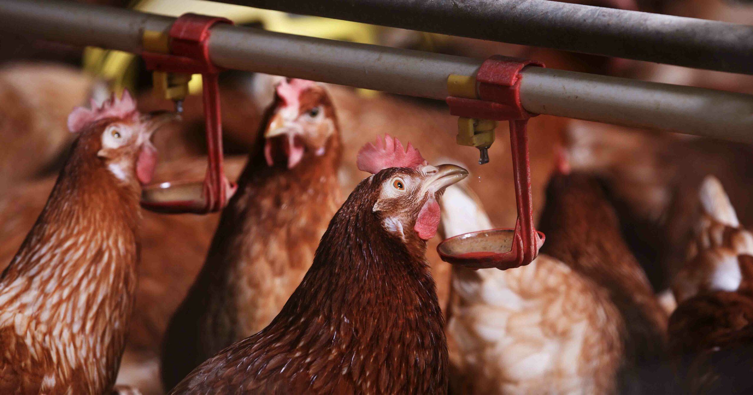 image of chickens drinking | Scandi Standard and Infor