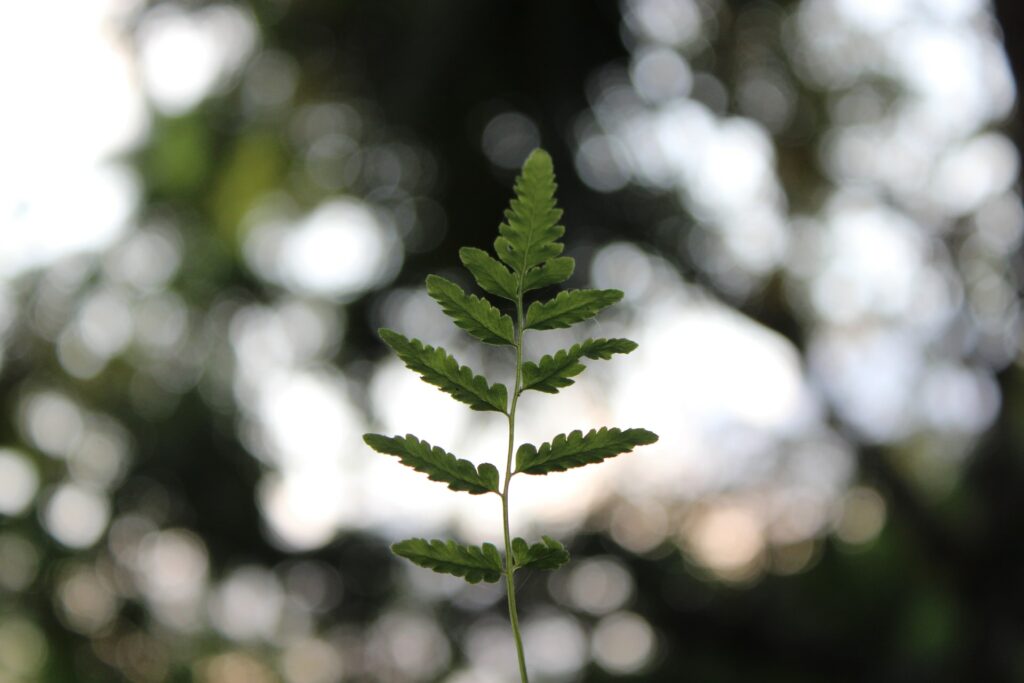 image of tree sapling | Cognizant and Orica