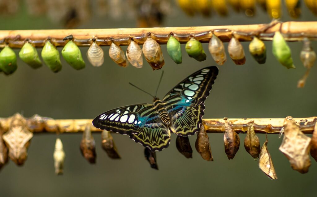 image of butterfly emerging from it's shell | SAP