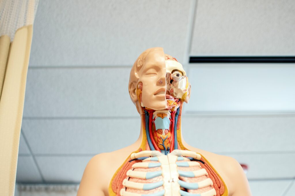 image of anatomy science figure | Salesforce Customer 360