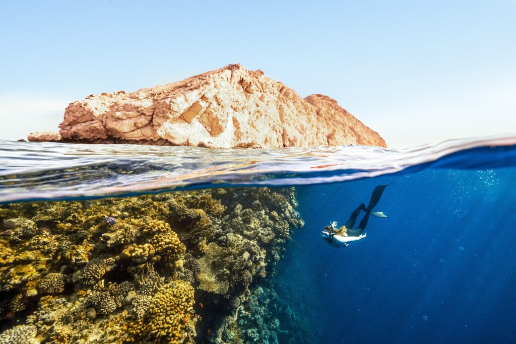 image of diver in ocean with coral reef | Cognizant Ocean