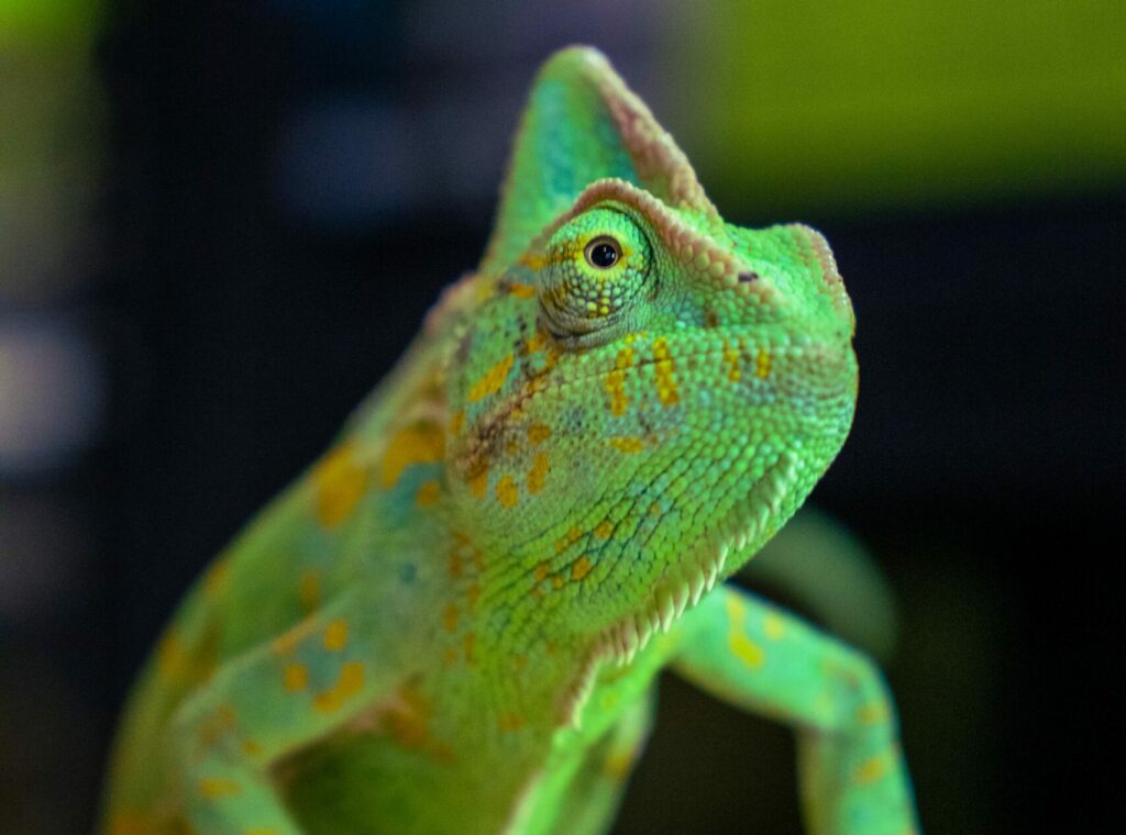 image of green Chameleon | SUSE CFO naming