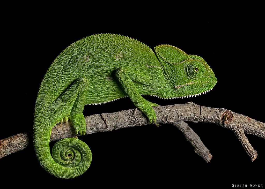 green Indian chameleon sitting on a branch | SUSE Private