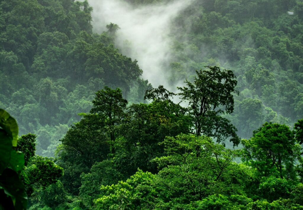 image of green rainforest | IBM Cloud Carbon Calculator