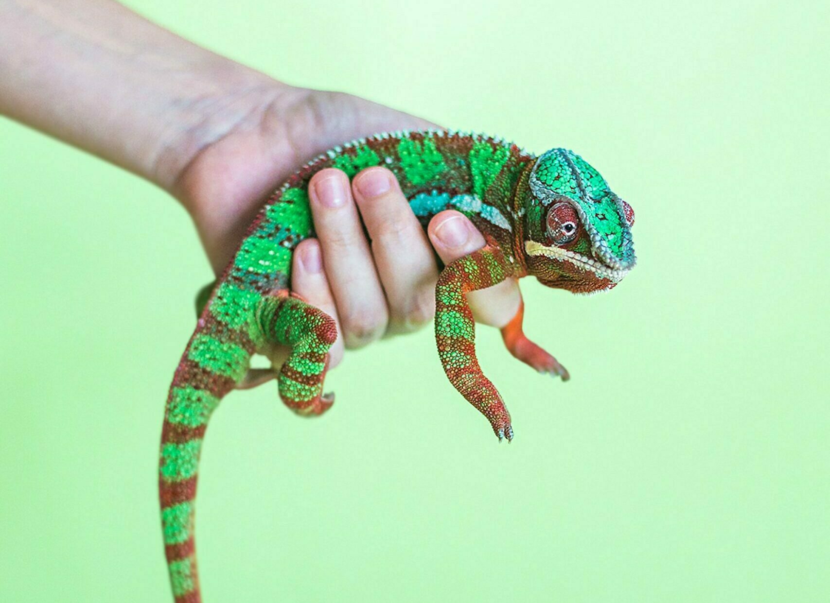 Green/blue/orange chameleon in a human hand | SUSE Private