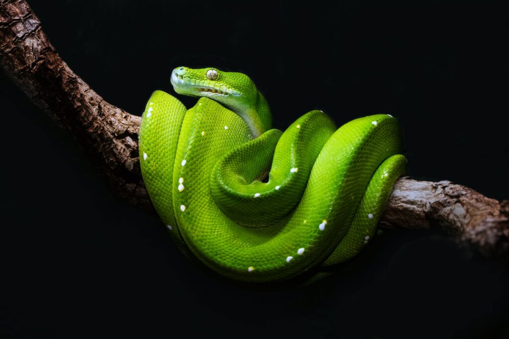 image of a green tree Python | Python in Excel