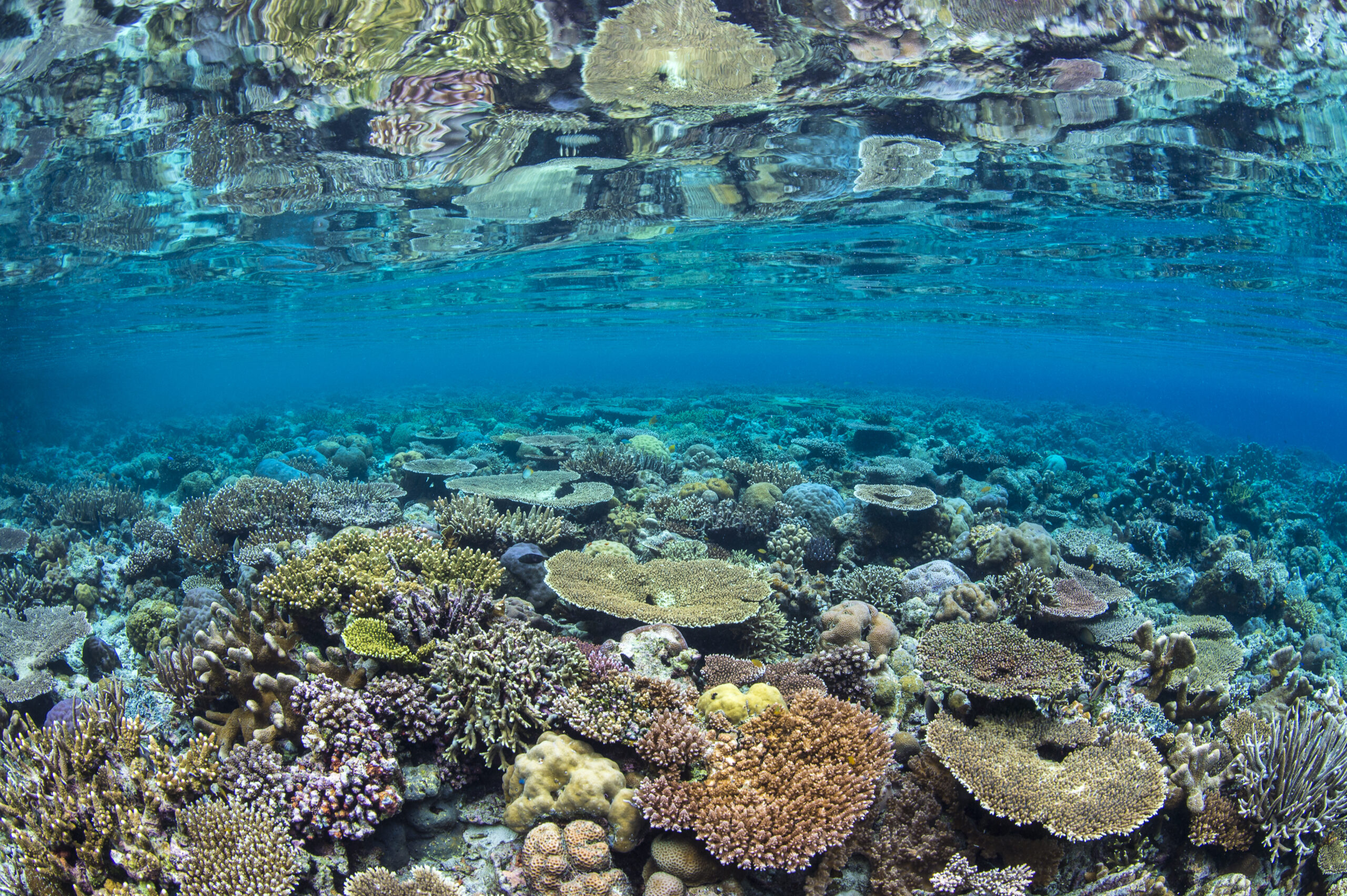 Image taken under the Ceram sea, Tropical West Pacific Ocean. A diversity of hard corals thriving on a shallow reef, reflected in a calm surface of the sea. Misool, Raja Ampat, West Papua, Indonesia.