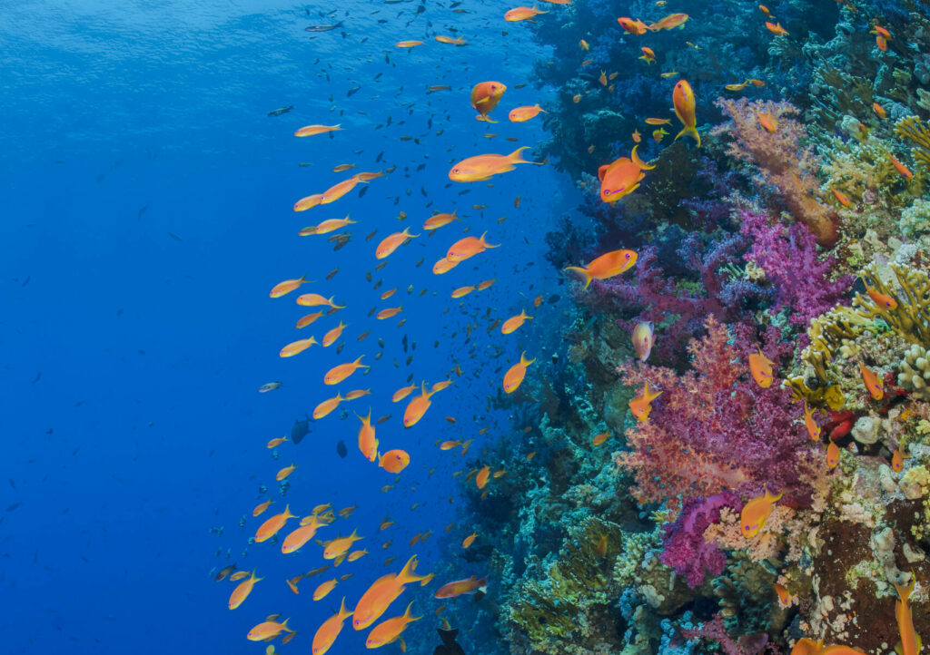 Blue Marine Foundation: Saving our seas in real time