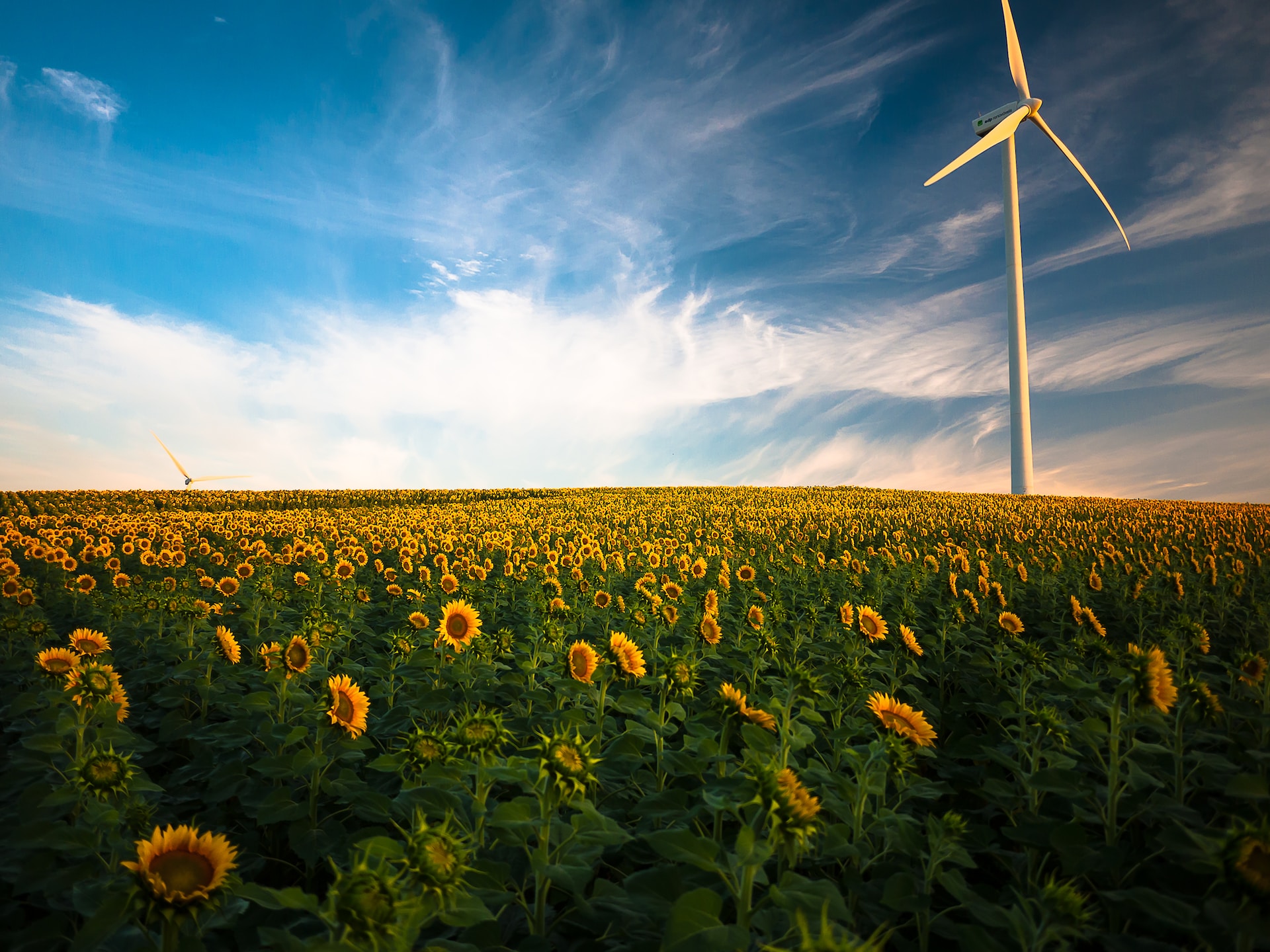 image of wind turbine in sunflower field | Salesforce and Ferrovial