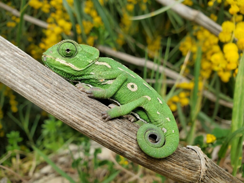 image of green chameleon on a branch | SUSE third quarter
