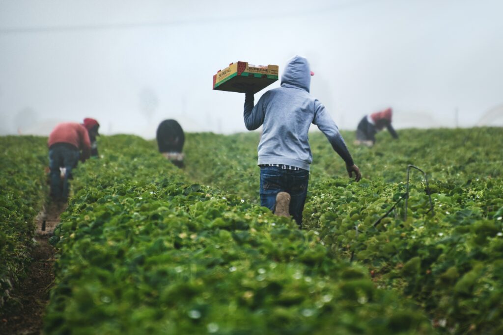 Several farmers in hoodies, bent over harvesting fruit from a green field on a cloudy morning | AI food and beverage