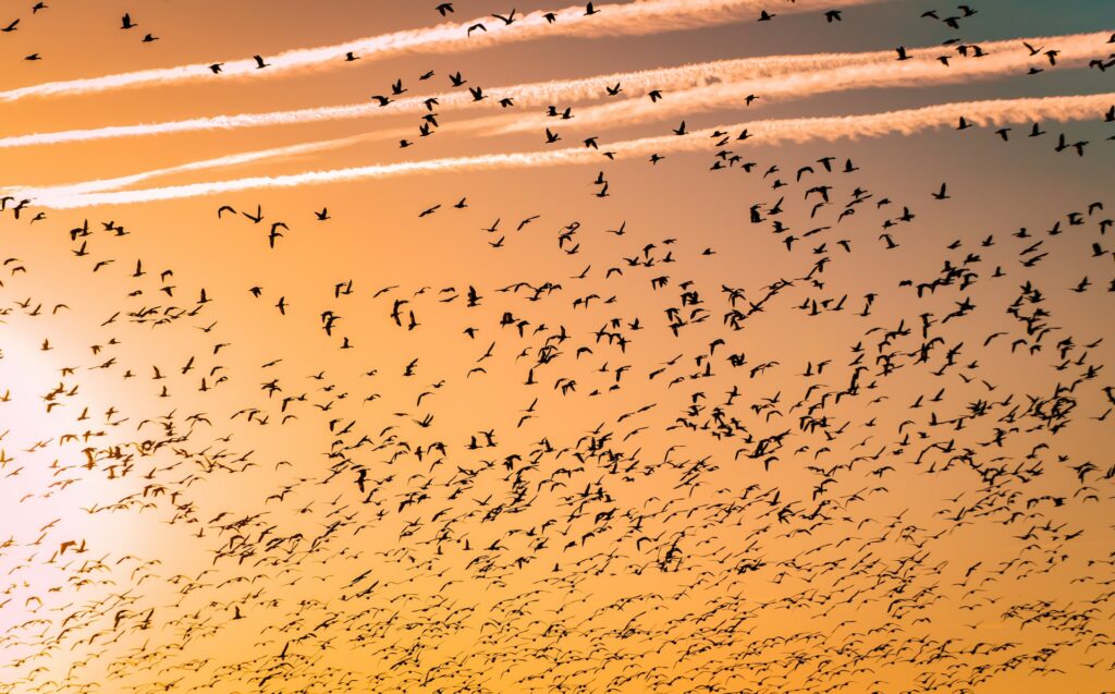 image of birds migrating | IOM and Snowflake