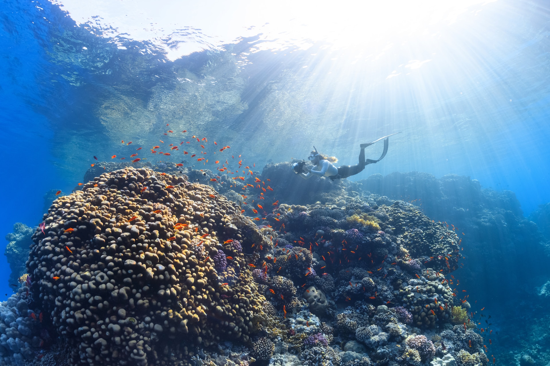 image of diver in ocean looking at coral and fish | Cognizant Ocean
