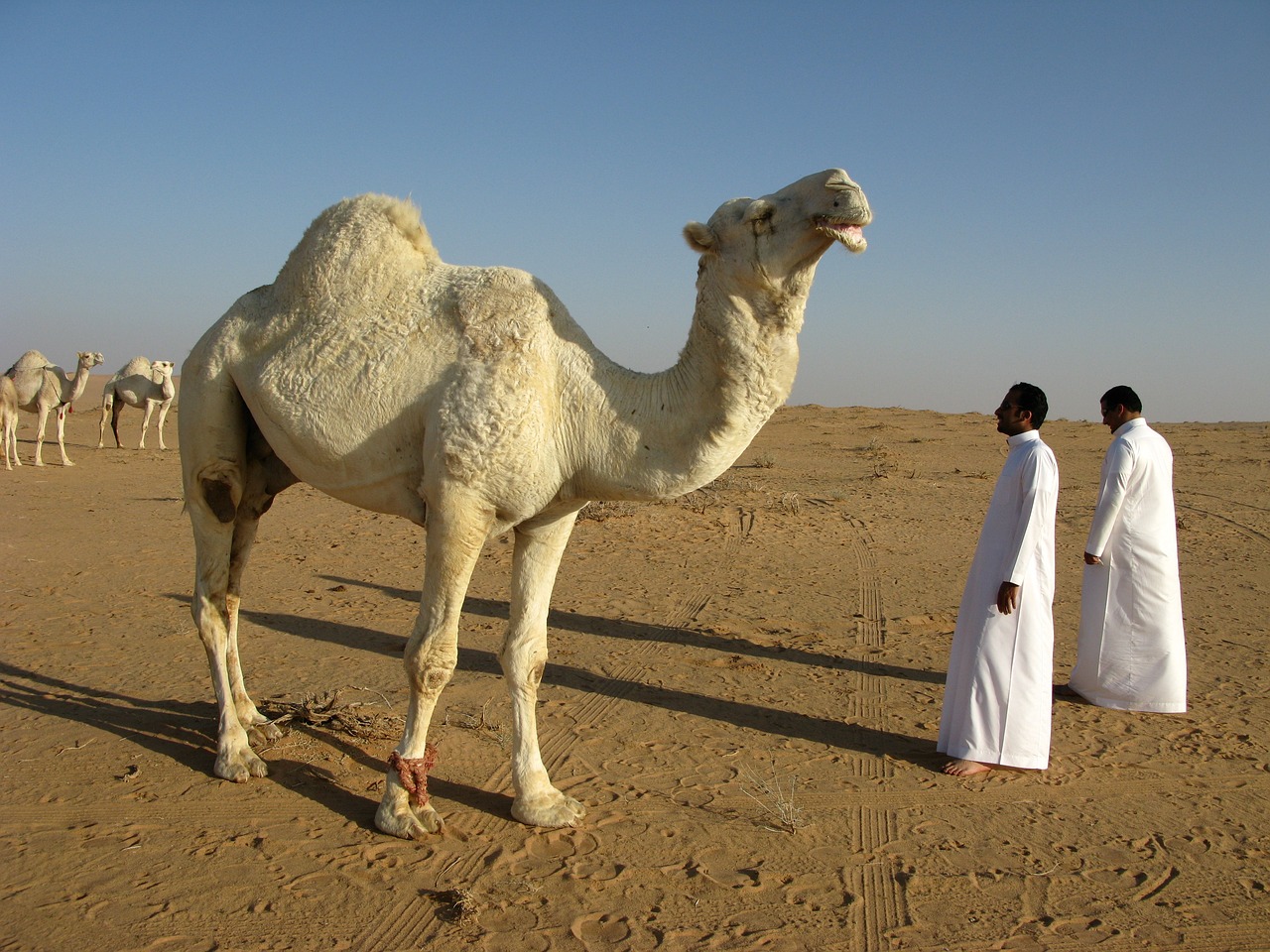 IFS Cloud ERP chosen by Wahaj, Saudi advanced technologies company/ Saudi Arabian camel