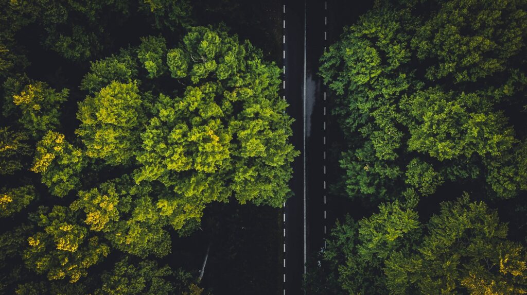 image of road with white road markings surrounded by green trees | EY and SAP