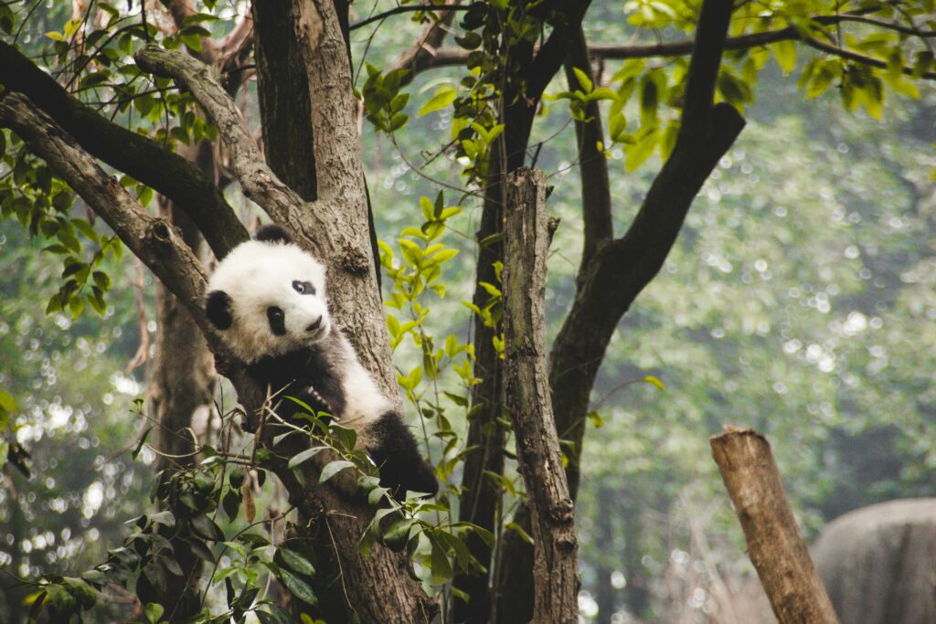 image of a panda in a tree eating bamboo | Atos and WWF