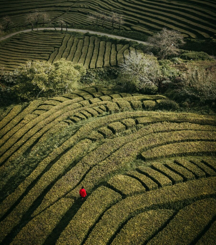 Person in red jacket walking through a maze. : RED HAT , S/4HANA SAP