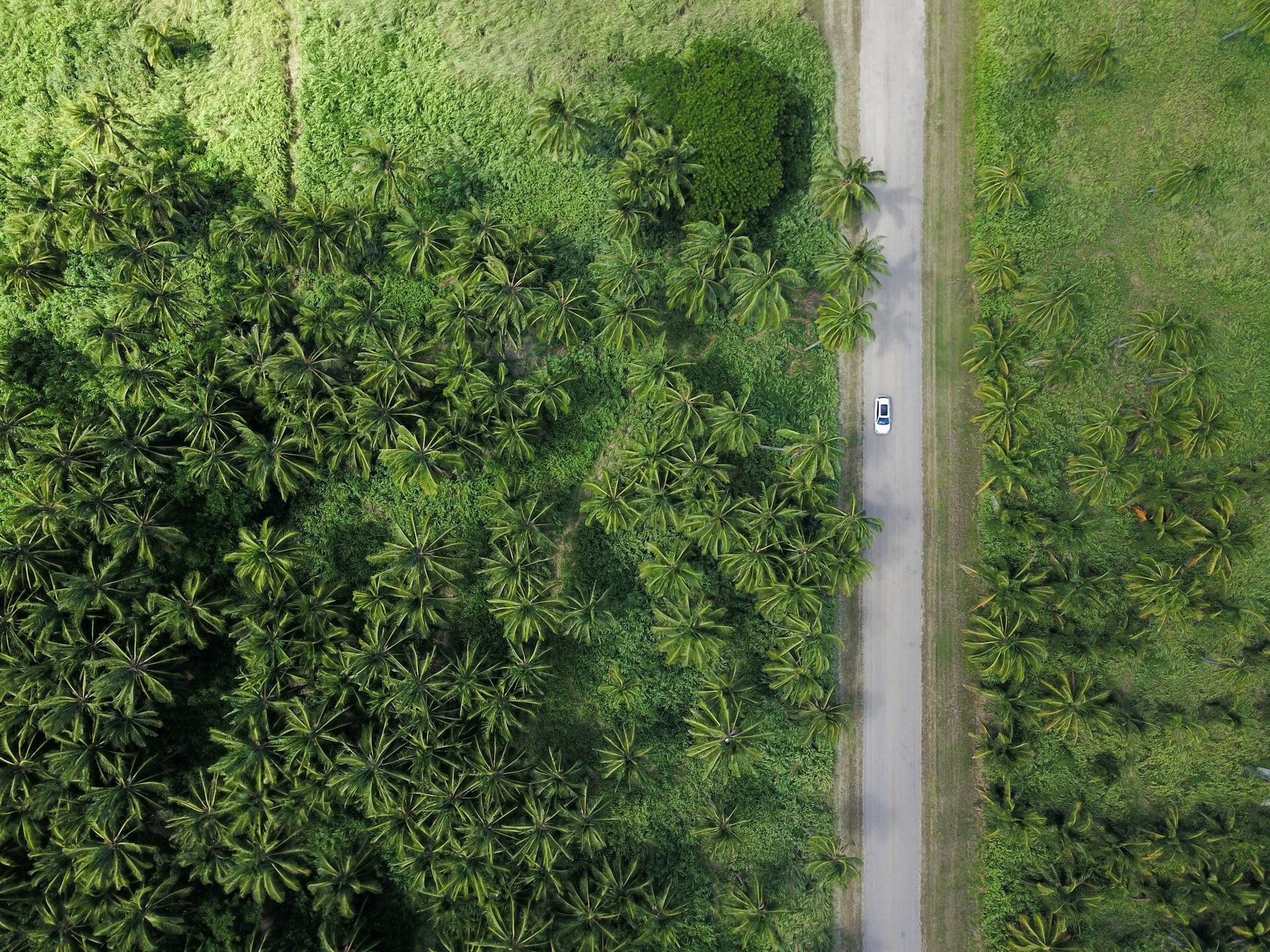 image of car on road surrounded by tall green trees and green fields | GCR–Sustainability