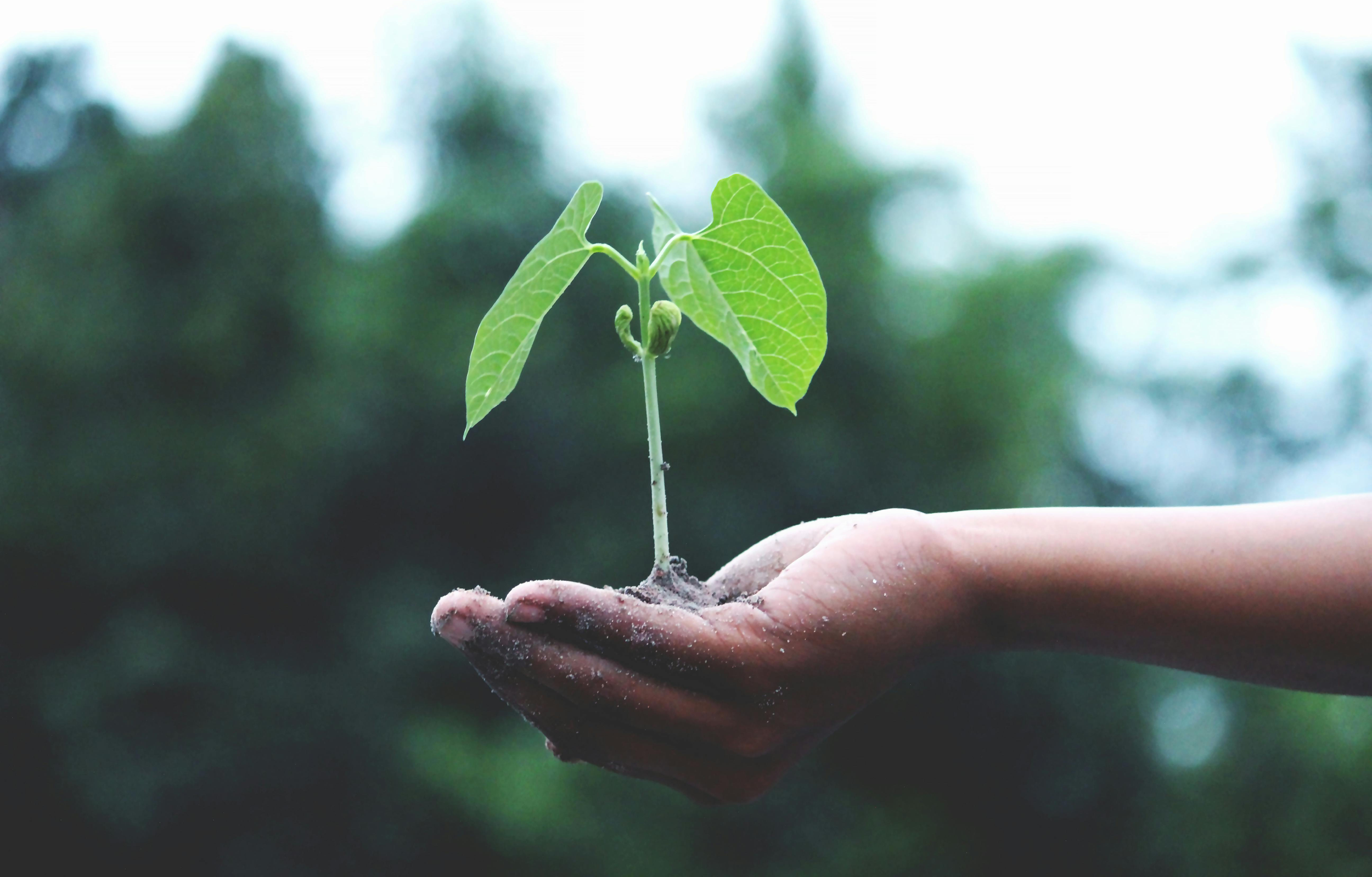 image of hand holding leaf | JLL and IBM Envizi team up to supercharge CRE sustainability