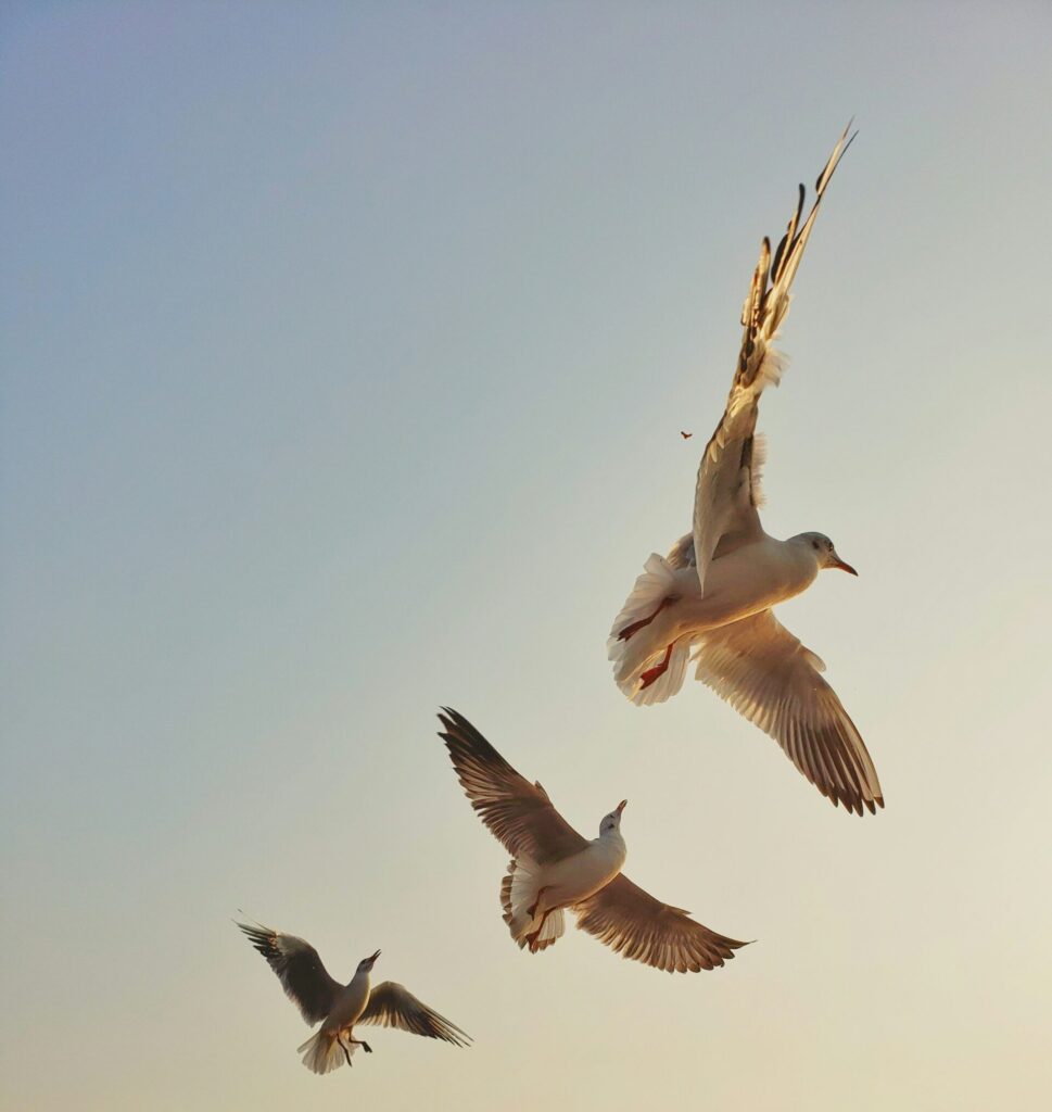 Birds flying in the sky : Phoenix Group