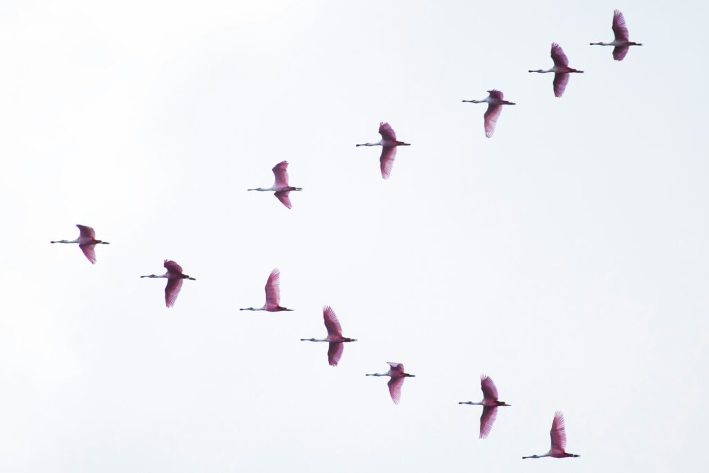 photo of pink birds flying in the sky | S/4HANA migration concept