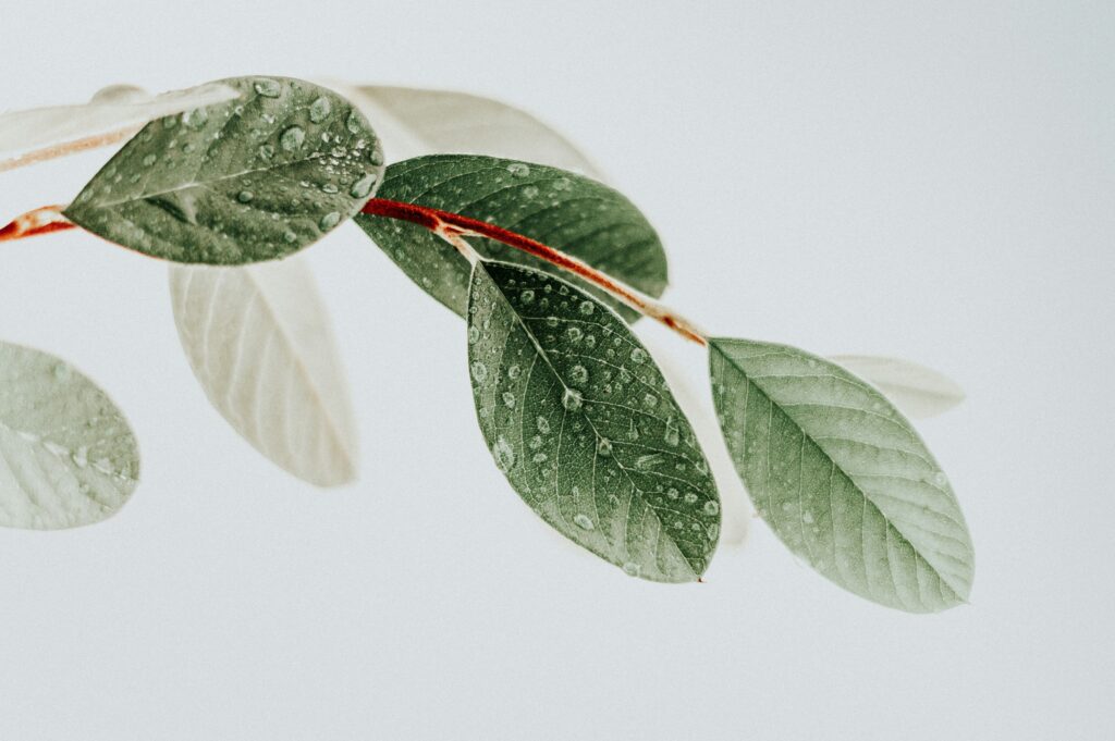 photo of a clean branch with green leaves in front of white background | SAP