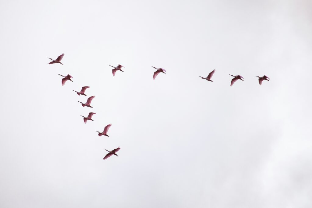 photo of birds flying in the sky in a formation