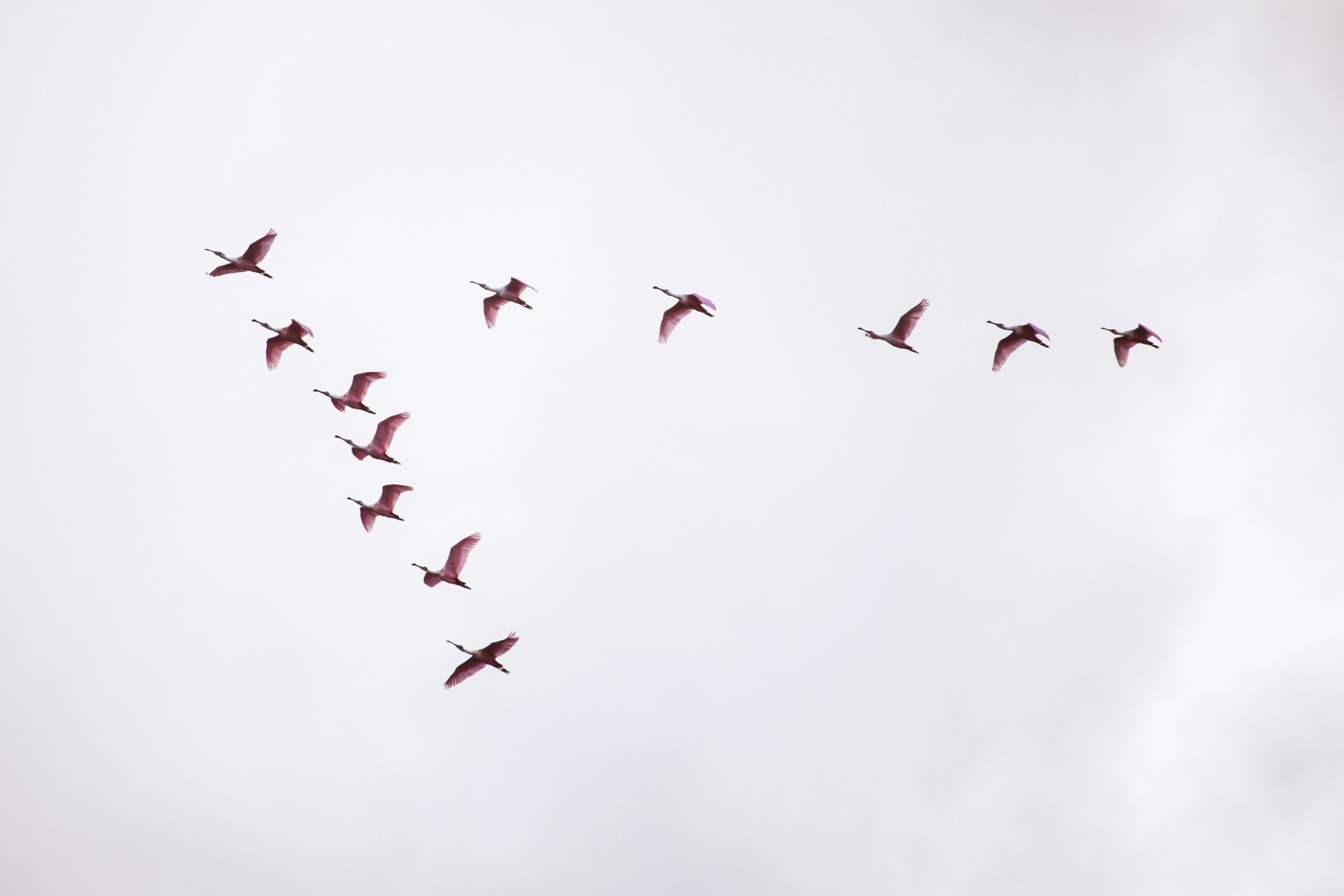 photo of birds flying in the sky in a formation