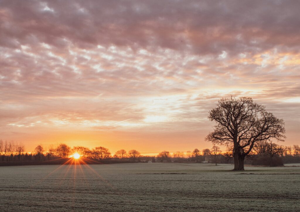 photo of a field with a tree during sunset in Buckinghamshire | Buckinghamshire and Microsoft to roll out Copilot
