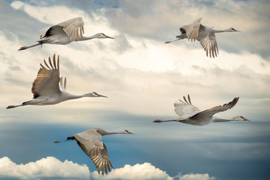 image of birds migrating | data migrations