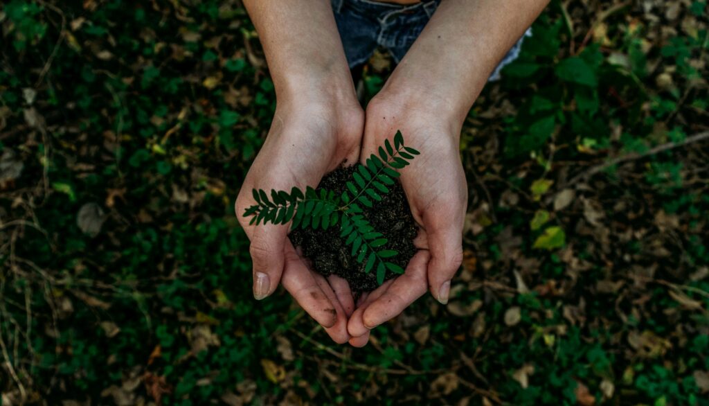 Top-down view of a woman's hands holding a sapling over a forest backdrop | Axelor