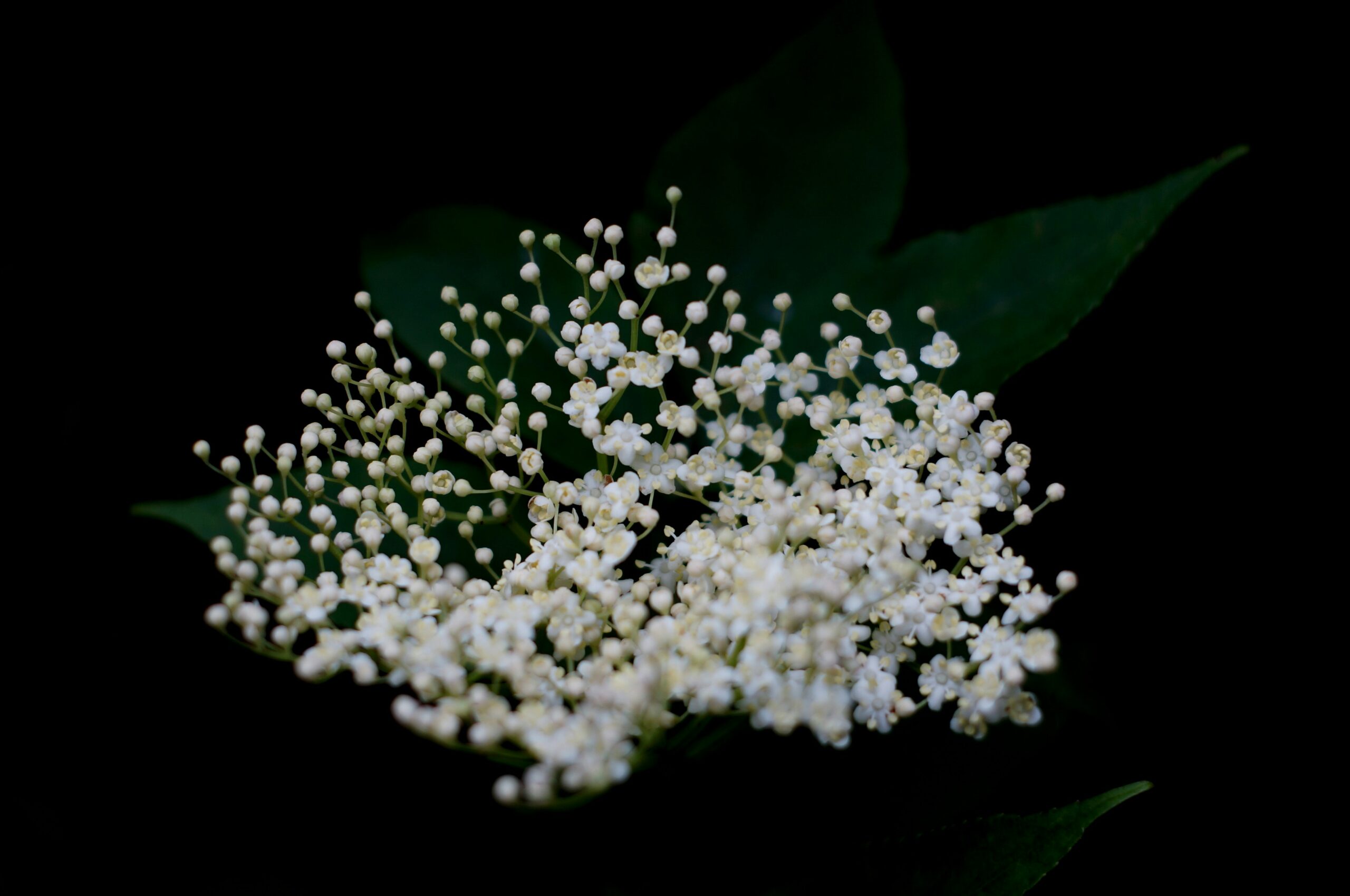 Image of an elderflower plant | Bionorica S/4HANA SNP