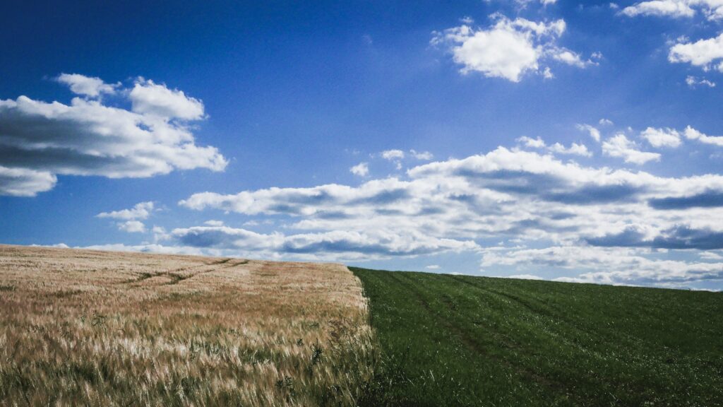 An image of a field, half brown, half green with a bright blue and cloudy sky | SNP Bluefield