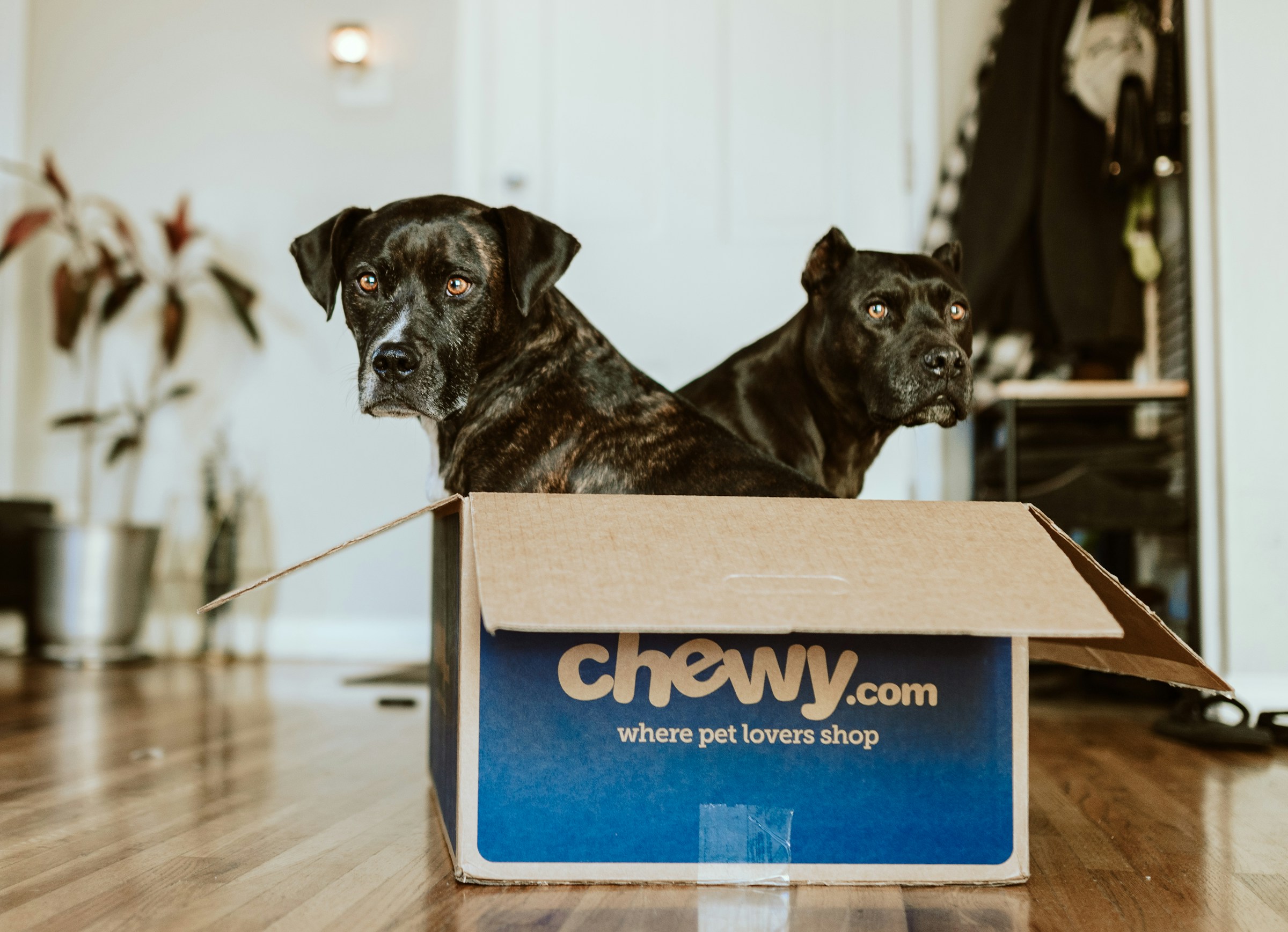 image of two dogs sat in a Chewy box | Chewy