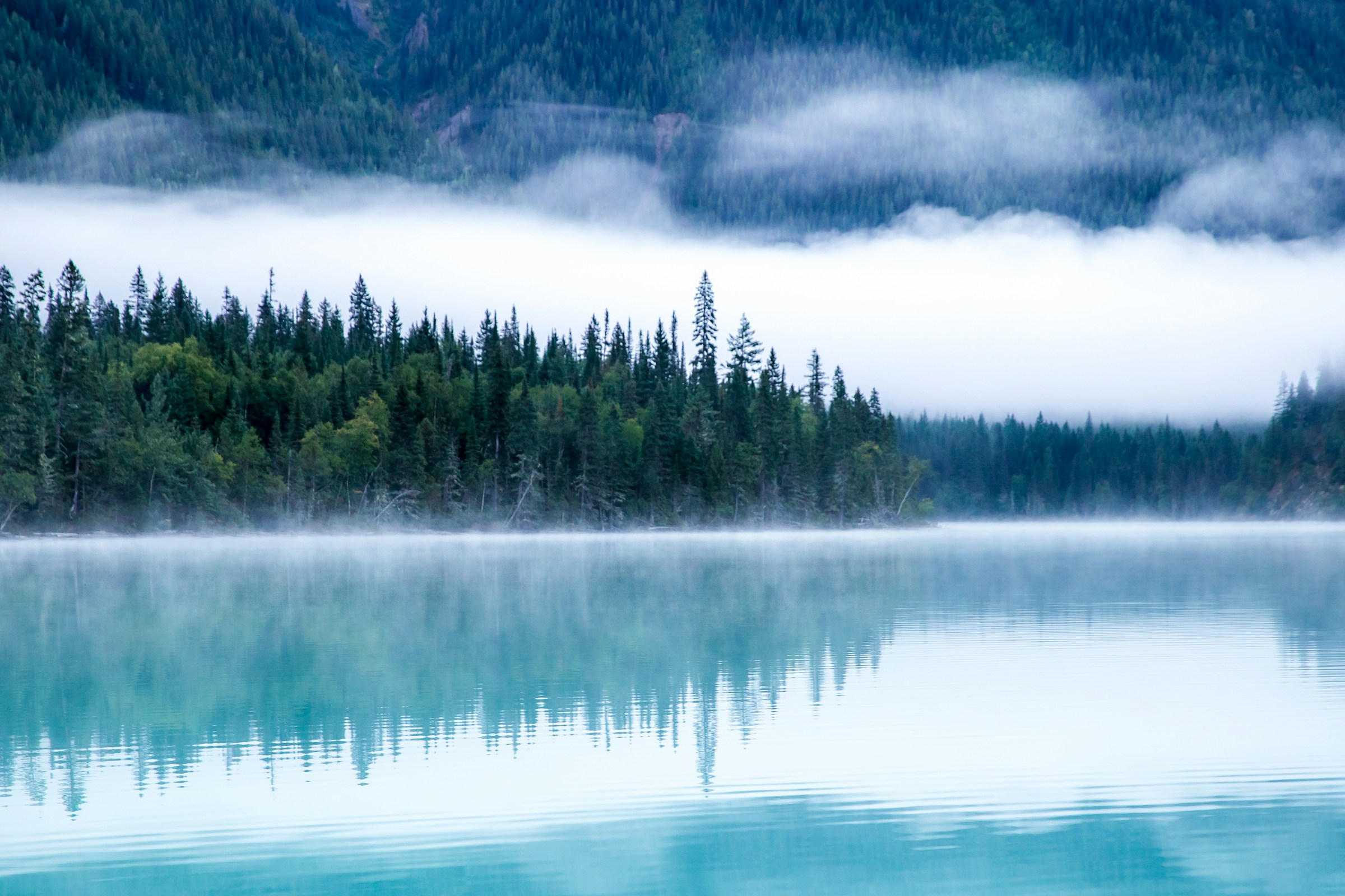 image of lake surrounded by tall green trees | ERP project