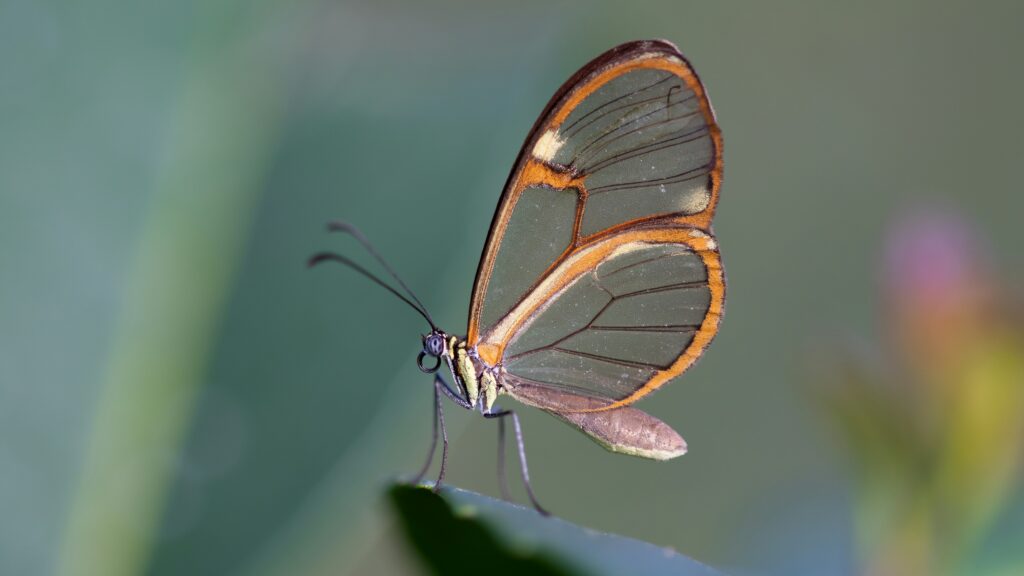 Photo of a glass wing butterfly_Anthropic Project Glasswing