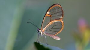 Photo of a glass wing butterfly_Anthropic Project Glasswing