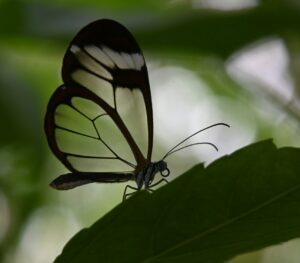 Anthropic Project Glasswing expansion