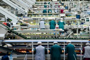 Workers in hairnets and protective coats sort and pack apples on conveyor lines in a food manufacturing facility